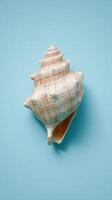 Shell on blue background photo