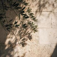 Olive tree shadow on stone wall photo
