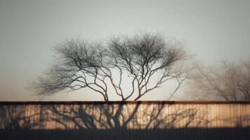 A tree is silhouetted against a wall photo
