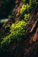 Moss on a tree trunk photo