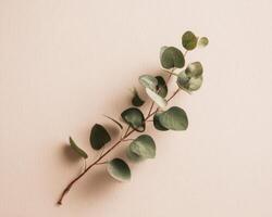 Eucalyptus leaves on a beige background photo