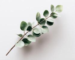 Eucalyptus leaves on white background photo
