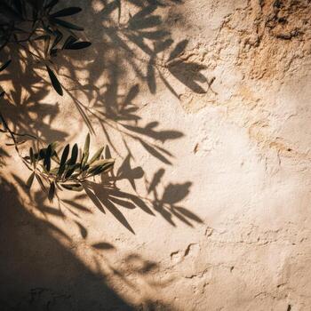 Olive tree shadow on a wall photo