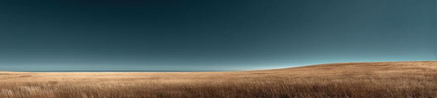 A field with tall grass and a blue sky photo