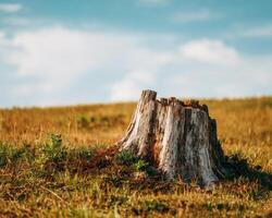 A stump in a field with grass and sky background photo