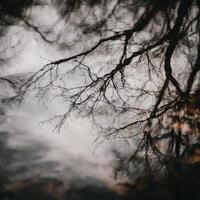 Reflection of trees in clean water photo
