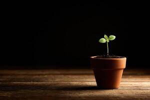 A small plant in a clay pot on a wooden table photo
