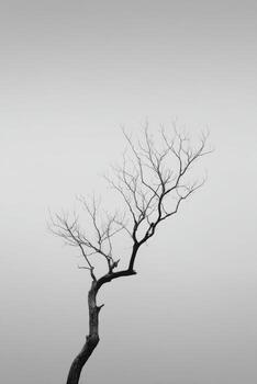 A black and white photo of a tree in the fog