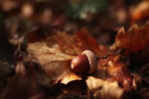 An acorn sitting on the ground in the autumn photo