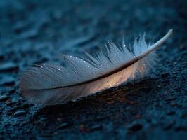 A white feather laying on the ground with water droplets photo
