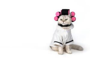 Charming cat in white bathrobe with pink curlers rollers on white background photo