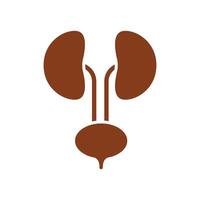 kidney and urinary isolated on background vector