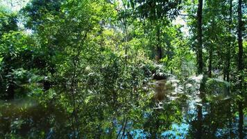 High Angle of Amazonian Forest in Manaus Amazonas in Brazil . Awesome Cinematic. video