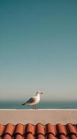 A seagull sitting on a roof with the ocean in the background photo