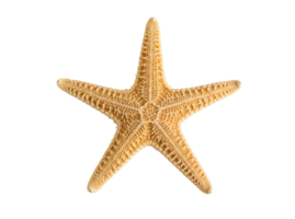 Starfish in flat lay top view isolated on transparent background ideal for seaside illustrations tropical vacation projects and aquatic-themed content png
