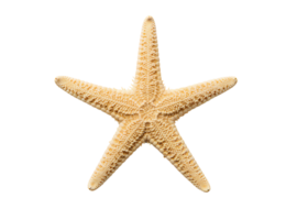 Top view of realistic sea starfish isolated on transparent background perfect for ocean-themed designs marine visuals and beach decor graphics png