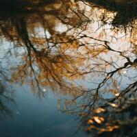 Reflection of trees in water photo