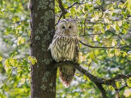 Beautiful Ural owl or Strix uralensis sits quietly on branch in vibrant spring forest. Ural owl with green lush on background. Beautiful grey owl. Bird of prey in natural habitat. Birdwatching photo
