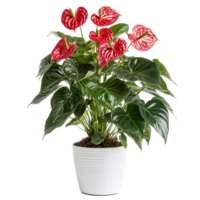 Lush Red Anthurium Blooming in a Pot with Broad Leaves and Elegant Form png