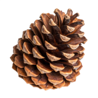 Natural Brown Pine Cone on Transparent Background png