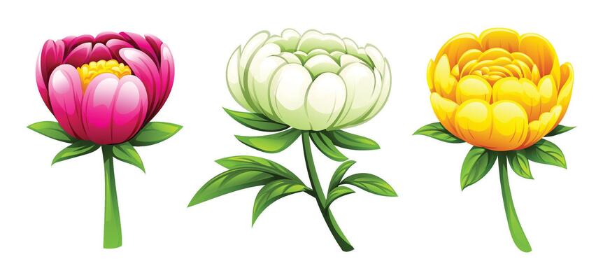 Set of peony flowers with different colors. Cartoon illustration
