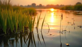 Rice plants in a flooded field at sunset, the sun reflecting on the water, creating a warm and golden light, trees in the background photo