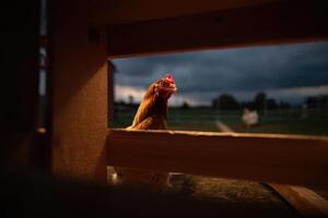 Farm animals at dusk with a hen peering through the fence boards photo