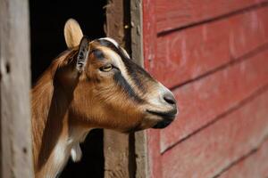 Goat looking out from barn on a sunny day at the farm with red wooden wall in the background photo