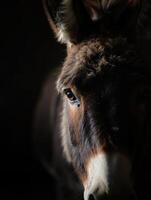 Close up view of a donkey showcasing unique features in a dim farm setting photo