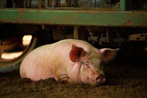 Pig relaxing in the shade beneath a rusty farm vehicle on a sunny day photo