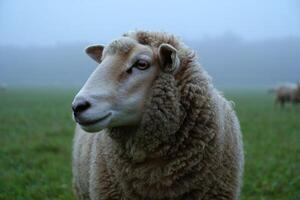 Farm animals in a misty field with sheep grazing during early morning hours photo