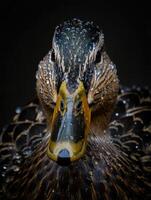 Close up view of a wet duck showcasing vibrant plumage and water droplets in soft light photo