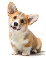 Corgi puppy with oversized head and tiny paws sitting happily and curiously photo