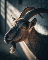 Goat captured from a high angle with dramatic cross lighting showcasing its elegant features photo