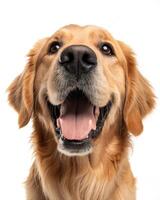 Golden retriever puppy shows goofy grin with open mouth and playful expression in studio photo