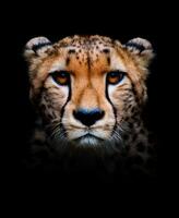 Powerful cheetah portrait showcasing fierce gaze in a dark background photo
