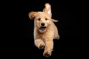 Happy golden retriever puppy jumping against a black background in a playful moment photo