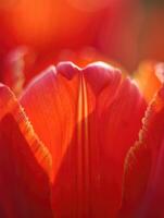 Vibrant tulip petals illuminated by sunlight in a garden setting during spring season photo
