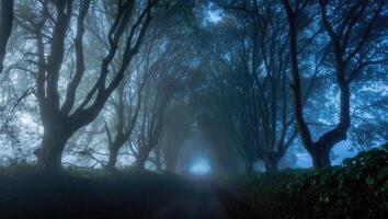 Foggy forest path lined with tall trees creates an enchanting atmosphere at dawn photo