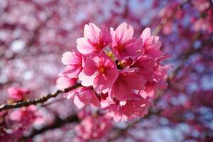 Vibrant pink cherry blossoms bloom on branches during springtime in a sunny setting photo
