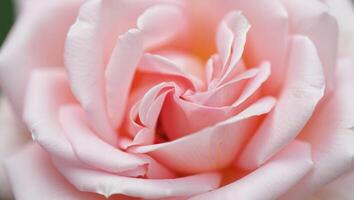 Beautiful pink rose in full bloom showing intricate petals and soft colors in natural light photo