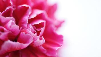 Close up view of a vibrant pink flower with intricate petals and soft focus background photo