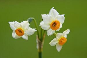 Beautiful daffodils covered in dew overlooking a green background during springtime photo