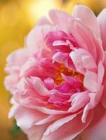 Beautiful pink peony flower in a soft focus background during springtime bloom photo