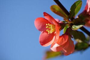 Beautiful pink flowering branch against a clear blue sky in spring photo