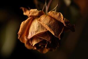 Dried rose in soft light showcasing intricate textures and colors photo