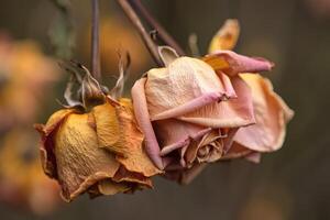 Withering roses on display in an autumn garden highlighting natures beauty and fragility photo