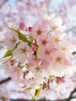 Cherry blossom trees in full bloom during spring with vibrant pink flowers photo