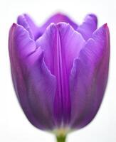 Vibrant purple tulip showcases intricate petal details in springtime bloom photo