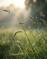 Grass swaying gently in the breeze with soft sunlight illuminating the background photo